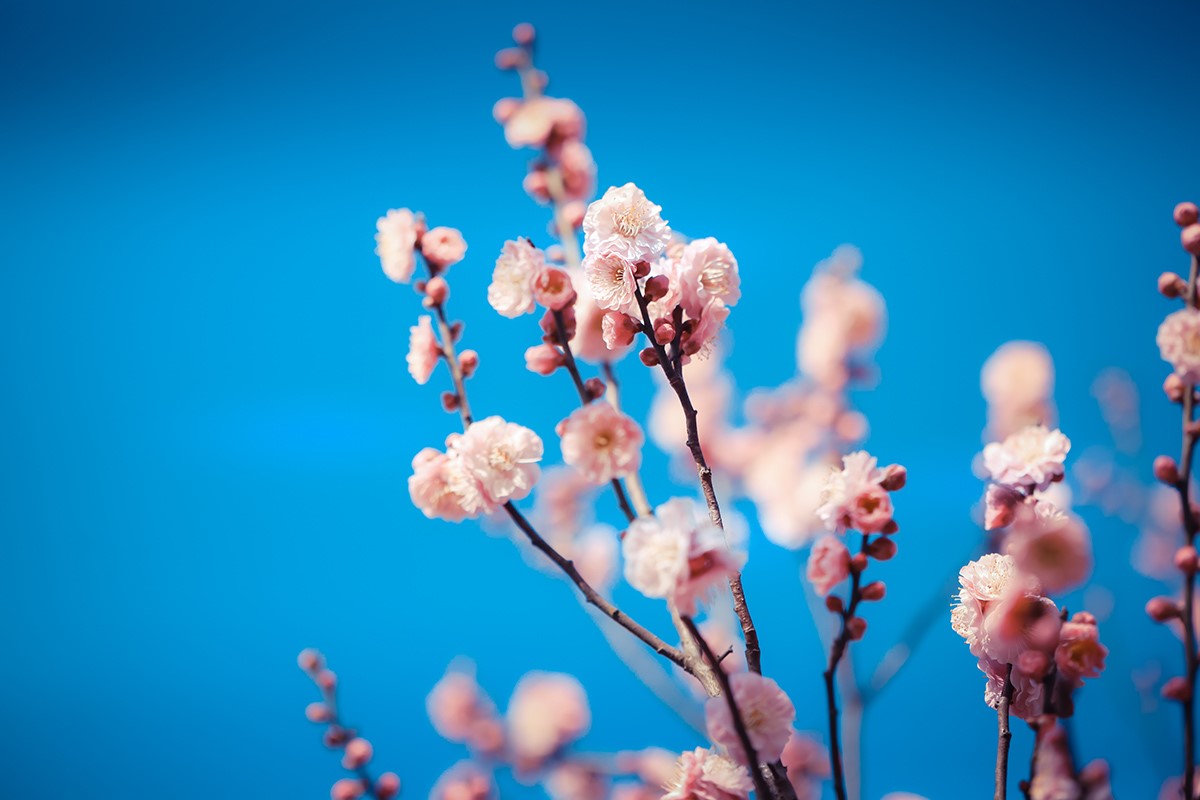 梅花.jpg