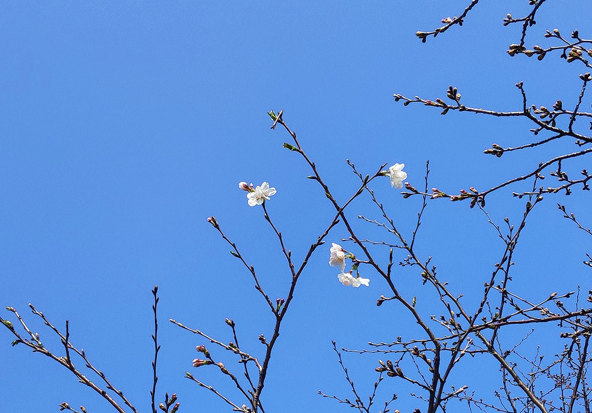 樱花.jpg